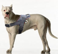 Argentinian Mastiff Nylon Tracking/ Pulling Dog Harness Argentinian Mastiff Nylon Tracking/ Pulling Dog Harness