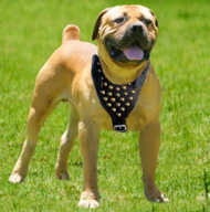Boerboel Mastiff Studded Walking dog harness-custom dog harness