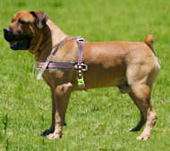 Tracking/Pulling Leather Dog Harness For Boerboel Mastiff
