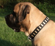 English Mastiff Collars-Handcrafted Leather Dog Collar &   Plates