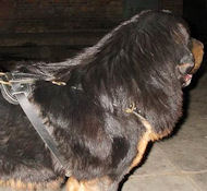 Luxury handcrafted dog harness made To Mastiff