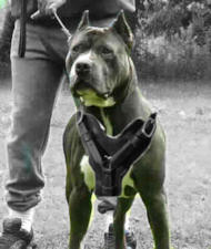American Bandogg Dog Harness-Exclusive Luxury Handcrafted Padded