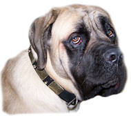 Best Leather Dog Collar for Big Breeds like MASTIFF-brown/black