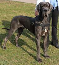 Tracking/PullingLeather Dog Harness For German Mastiff