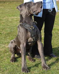Exclusive Luxury Handcrafted Padded Leather Dog Harness