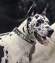 German Mastiff Royal Nappa Padded Hand Made Leather dog collar