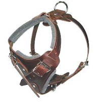 How to Put on a Dog Harness on Mastiff