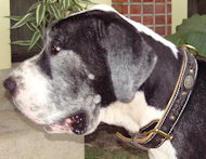 German Mastiff Leather Dog Collar - BUY Royal PADDED Dog Collar