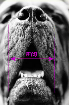 Muzzle sizes and how to measure your dog's nose. To measure your dog for a muzzle, run your tape from the nose to just behind the ears then use the conversion chart in How to Measure your Dog for a Muzzle.Measure your dog for the correct muzzle size. Start at the eye of the dog and measure down to the tip of the nose to get an accurate muzzle length. To measure for the proper circumference, start one inch below the eye and measure all the way around the nose of the dog. For proper muzzle fit, you must add length to each circumference measurement. An addition of one-fourth of an inch to half of an inch is required for a small dog. Large dogs require an additional half inch to one full inch. Special muzzles made of mesh material are available for dogs that have short noses. 