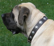 Mastiff Collars and Leashes-Leather-Big Dog Collar-Large COLLAR