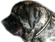Leather dog collar for mastiff