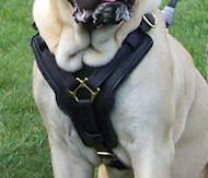 Mastiff Dog Harness -Exclusive Luxury Handcrafted Padded Leather Mastiff Dog Harness -Exclusive Luxury Handcrafted Padded Leather