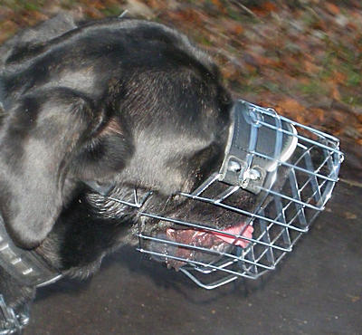 Wire Dog Muzzle For Mastiff