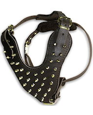 Brass Spiked leather dog harness fro large breeds like mastiffs