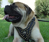 Royal Dog Harness - Exclusive Design Studded Leather Harness