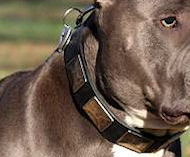 Mastiff Leather Dog Collar With Vintage Massive Plates