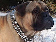 Mastiff Curogan dog pinch collar made in Germany-training collar