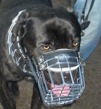 MASTIFF Cage Dog Muzzle 