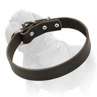 Fantastic Leather Buckle Collar for Daily Walks and Training of Your Mastiff Fantastic Leather Buckle Collar for Daily Walks and Training of Your Mastiff