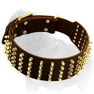 Extra Wide Leather Collar with Gold Color Spikes for Mastiff Walking Extra Wide Leather Collar with Gold Color Spikes for Mastiff Walking