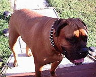 Mastiff spiked dog collar - Two Rows of spikes big collar