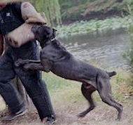 Mastiff training Bite Protection Sleeve - X-Sleeve