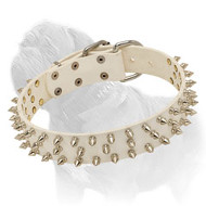 Extra Spiked White Leather Dog Collar for Mastiff Fashionable Walking Extra Spiked White Leather Dog Collar for Mastiff Fashionable Walking
