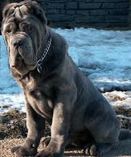 Mastino Napoletano Choke dog collar- training dog collar
