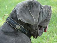 Royal Nappa Padded Hand Made Leather dog collar-large/big collar