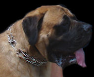 Big Prong dog Collar with swivel & small quick release snap hook