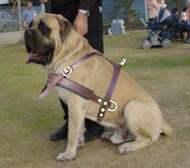Fleece Padded Harness for Mastiff-everyday dog harness