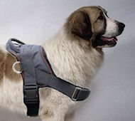 Pyrenean Mastiff Nylon dog harness-Mastin d' Aragon harness