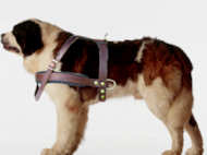 Alpine Mastiff Tracking/Pulling Leather Dog Harness
