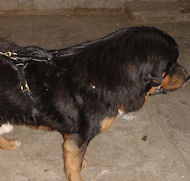 Leather dog harness for Tibetan mastiff- padded dog harness- H1
