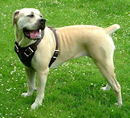Leather Dog Harness for African Boerboel -padded leather harness
