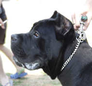 Dog training choke collars or slip collar -Chain dog collar