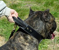 Cane corso training dog collar -2 ply leather collar w/h handle