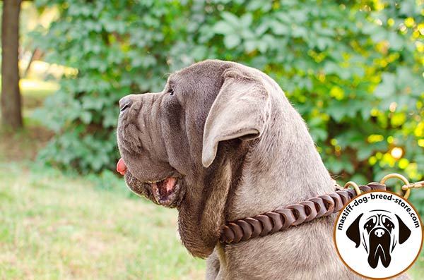 Braided leather Mastino Napoletano collar for walking in style