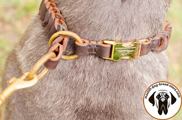 Extraordinary braided leather choke collar for Mastino Napoletano with quick release buckle