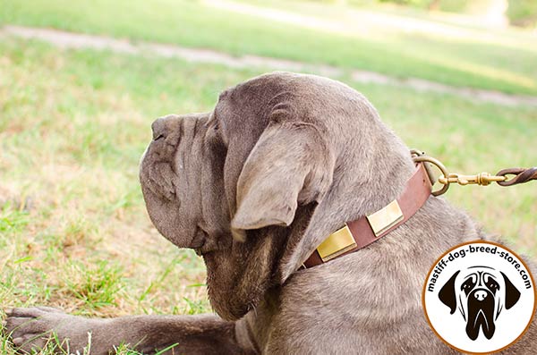 Awesome leather Mastino Napoletano collar with riveted decoration