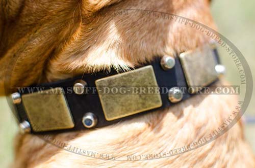 Dogue De Bordeaux Leather Collar with Studs