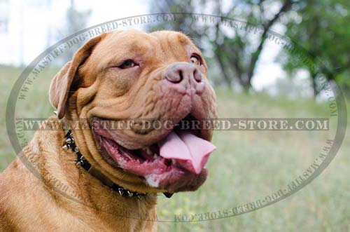 Easy Adjustable Leather Dog Collar for Dogue De Bordeaux