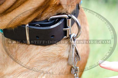French Mastiff Dog Collar with Strong and Reliable Ring