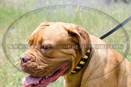 Mastiff Leather Collar for Walking Dogue de Bordeaux