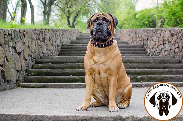 Comfy-to-wear wide leather Bullmastiff collar adorned with pyramids
