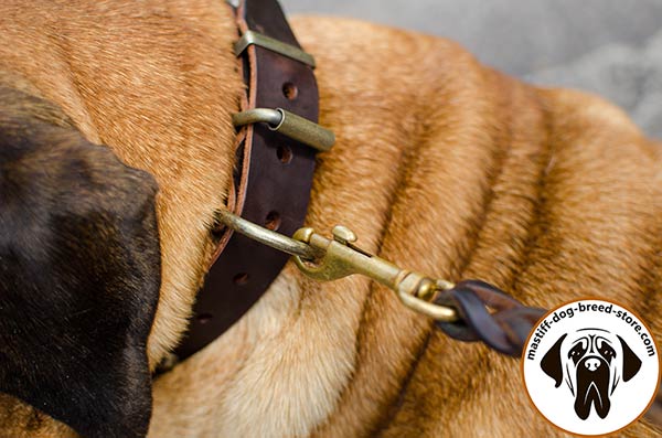 Super durable leather Bullmastiff collar with brass plated hardware