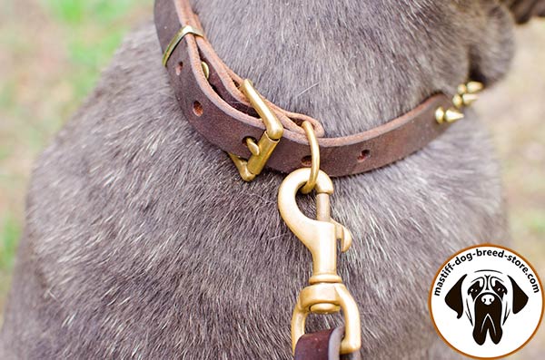 Up-to-trend leather Mastino Napoletano collar with brass fittings
