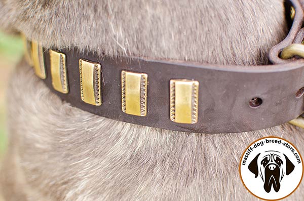 Leather Mastino Napoletano collar with gold-like plates - close-up