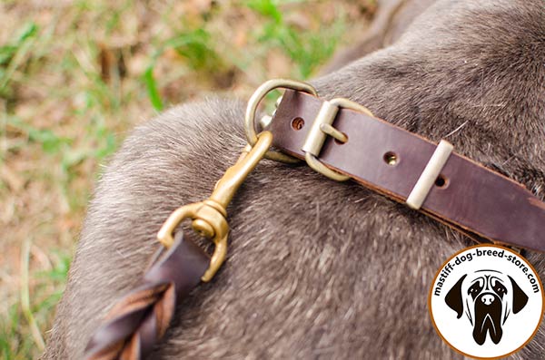 Excellent leather Mastino Napoletano collar with brass buckle and D-ring