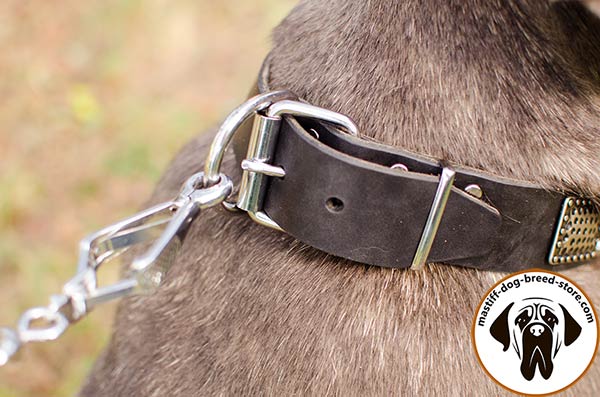 Hand-decorated leather Mastino Napoletano collar  with nickel plated fittings